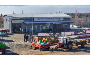 Zeytin üreticileride Büyükşehir ile kazandı