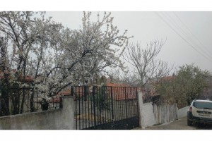 Denizli’de bahar ve kış aynı günde yaşandı