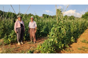 Güvercin gübresiyle beslenen doğal fasulyenin hasadı başladı