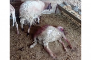 Gece ağıla giren kurt, 8 kuzuyu telef etti