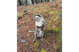 Mantar aramak için çıktığı doğada maymun buldu