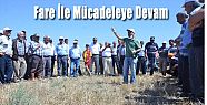 DENİZLİ'DE TARLA FARESİ İLE MÜCADELE EDİLİYOR