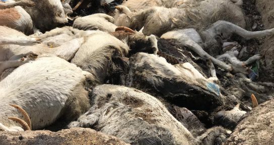 150 keçinin telef olduğu çiftliğin sahibi FETÖ firarisi iş adamı çıktı