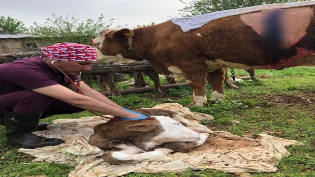 Onlarda hayvan sağlığı için görev başında