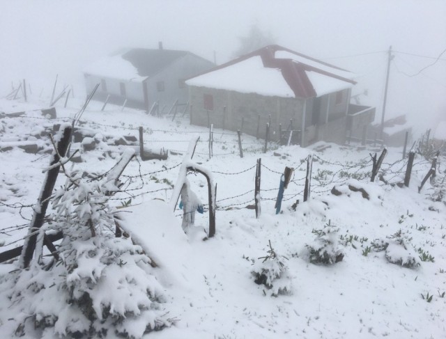 Giresun yaylalarında mayıs karı yaylacıları şaşırttı