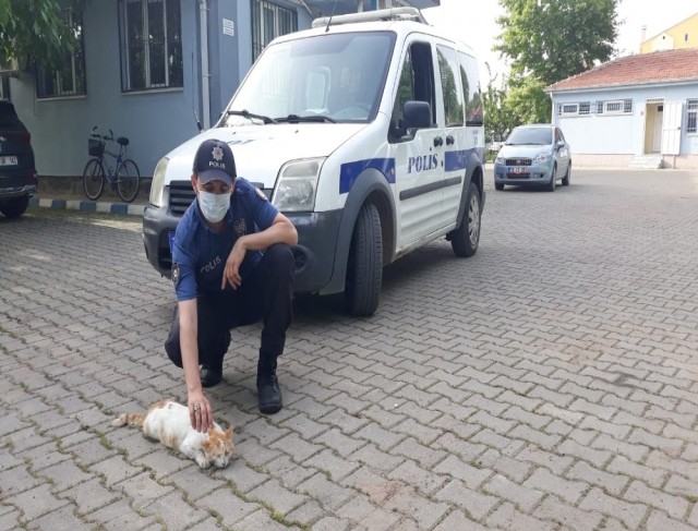 Yılan tarafından ısırılan kediye polis şefkati