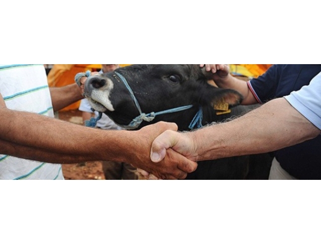 Denizli’de el sıkışarak yapılan pazarlık hayvan pazarında yasaklandı