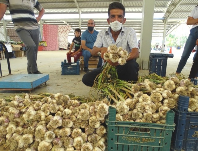 Yerli sarımsak çıktı, fiyatlar düştü