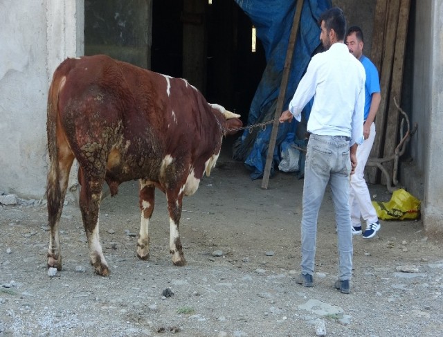 Doğu’dan batıya kurbanlık sevkıyatı