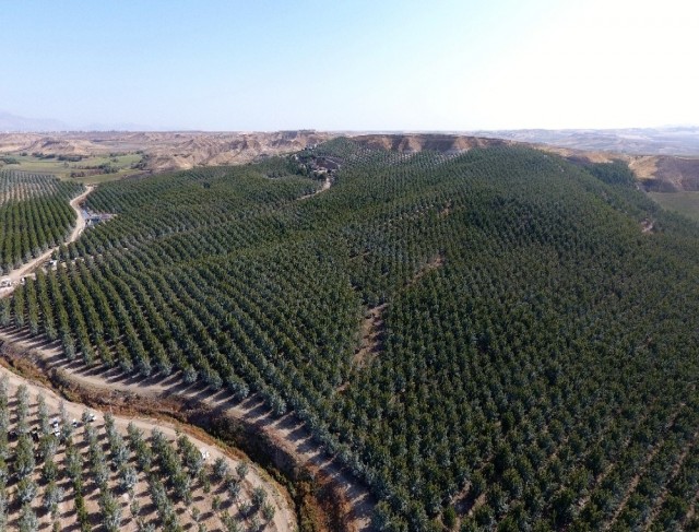 Türkiye’nin en büyük kapama ceviz bahçesinde hasat