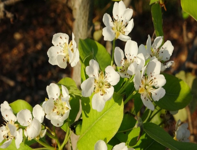 Mersin’de armut ağaçları Kasım ayında çiçek açtı, üretici şaşkın