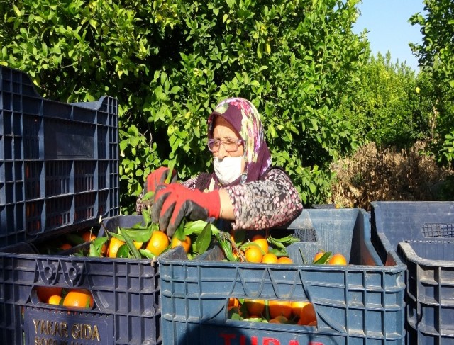 Herkes evinde, narenciye işçileri iş başında