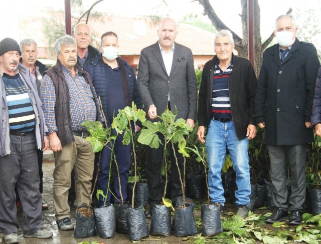 Kuyucak’ta siyah incir yaygınlaşacak