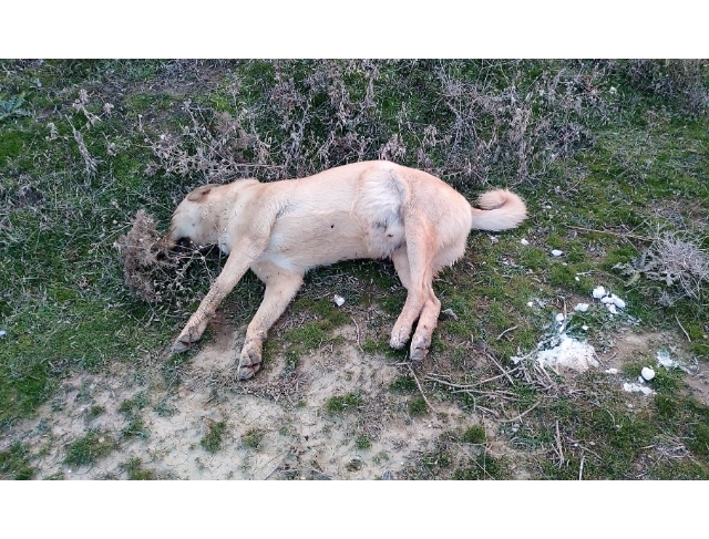 Denizli’de ölü bulunan hayvanlar ekipleri harekete geçirdi