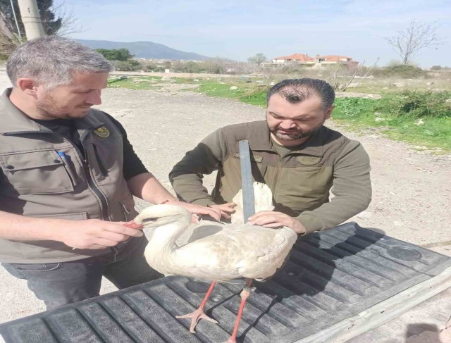 Tedavisi tamamlanan leylek özgürlüğe uçtu