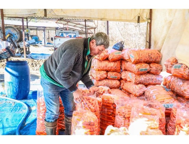 Denizli’nin Çakır havucunda hasat başladı