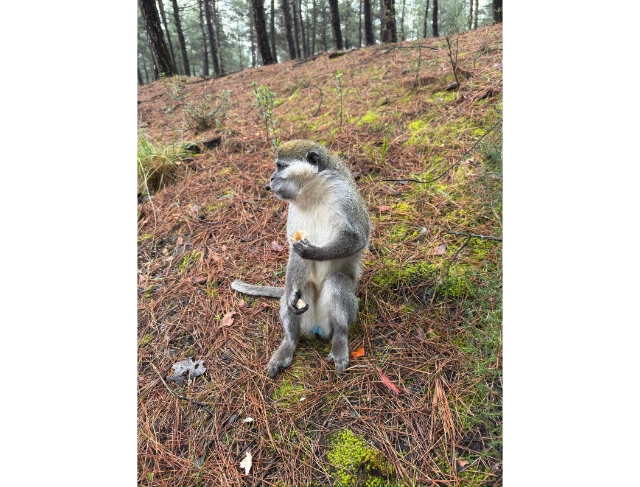 Mantar aramak için çıktığı doğada maymun buldu