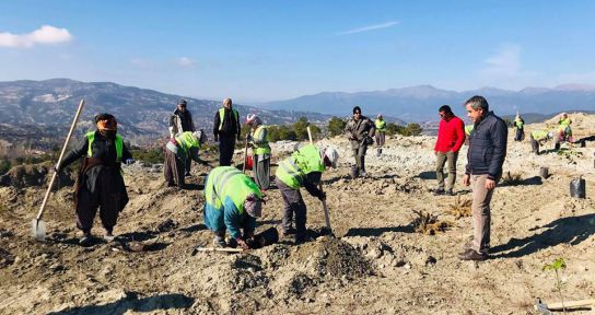 ACIPAYAM - ÇAMELİ YOLUNA BADEM VE CEVİZ AĞAÇLANDIRMASI
