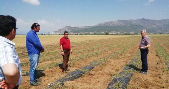 BAŞKAN ŞEVKAN SELDEN ETKİLENEN TARIM ARAZİLERİNDE INCELEMELERDE BULUNDU