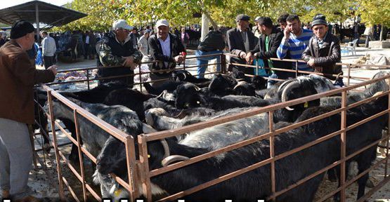 CANLI HAYVAN PAZARI AÇILIYOR