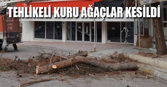 CUMHURİYET MEYDANINDAKİ TEHLİKELİ KURU ÇAM AĞAÇLAR KESİLDİ