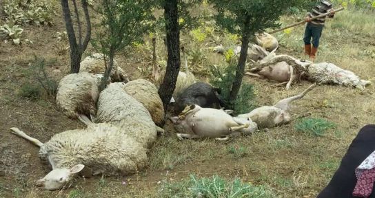 Denizli’de üzerine yıldırım düşen 15 koyun telef oldu