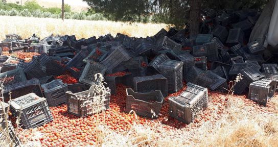 Devrilen kamyondaki tonlarca domates etrafa saçıldı