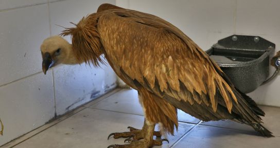 Nesli tükenmekte olan kızıl akbabaya Büyükşehir sahip çıktı