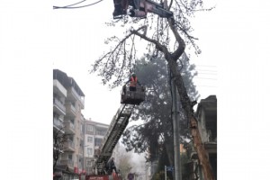 Kuruyan Ağaçlar En Doğru Şekilde Değerlendirilecek