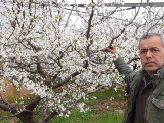 Mersin’de kar yağdı erik ağaçları çiçek açtı