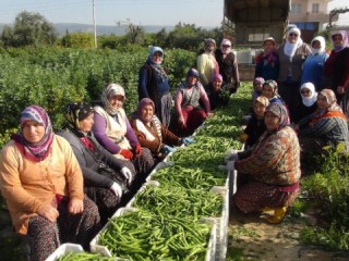 Kadınlar Günü’nü tarlada çalışarak kutladılar
