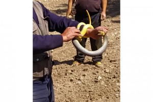 Çiftçi eliyle yakaladığı 1.5 metre uzunluğundaki yılanla böyle oynadı