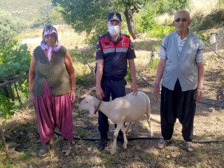 Vatandaşın kayıp koyunlarını jandarma buldu