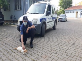 Yılan tarafından ısırılan kediye polis şefkati