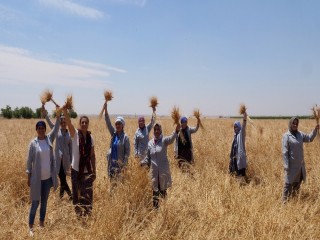 Mezopotamya’nın en eski buğdayı olan ’Sorgül’ hasadı gerçekleşti