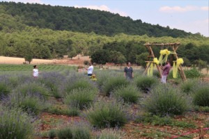 Bin 420 rakıma lavanta tarlası kurdular