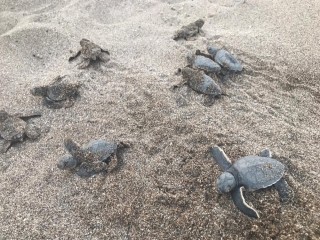 Alanya’da onlarca caretta caretta mavi sularla buluştu