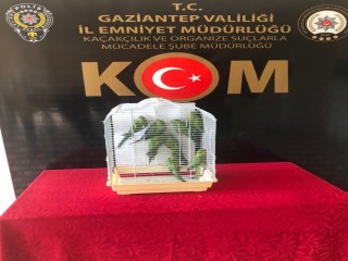 Gaziantep’te 8 Pakistan papağanı ele geçirildi