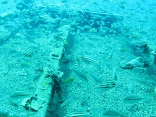 Doğu Akdeniz’e artık Kızıldeniz balık türleri hakim