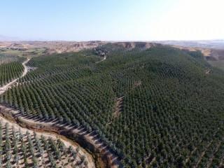 Türkiye’nin en büyük kapama ceviz bahçesinde hasat