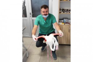 Yaralı flamingoya Büyükşehir şefkati