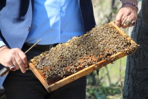 Arılar çiçekle buluştu, yetiştiriciyi ilaçlama korkusu sardı