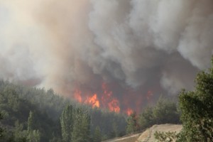 Denizli'deki 5 orman yangını tamamen söndürüldü