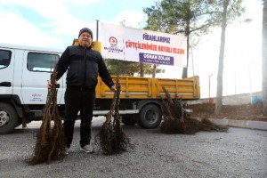 Büyükşehir’in ceviz fidanı seferberliği devam ediyor