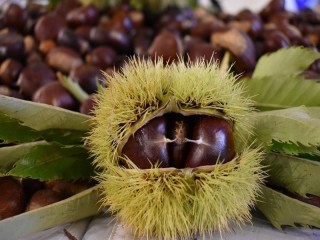 Nazilli, kestane üretiminde ilk sırada