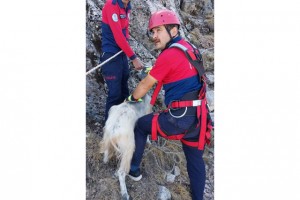 1600 rakımlık dağda mahsur kalan keçi kurtarıldı