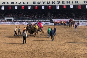 Denizli’de 120 pehlivan deve güreşmeye başladı