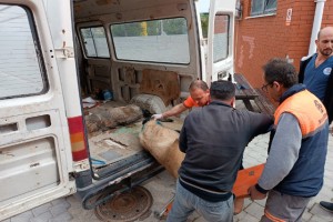 Köpek dövüşüne jandarma baskını: 15 gözaltı