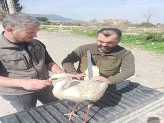 Tedavisi tamamlanan leylek özgürlüğe uçtu