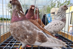Denizli’ye özgü ‘Tokur’ ırkı güvercinler güzellikleriyle yarıştı